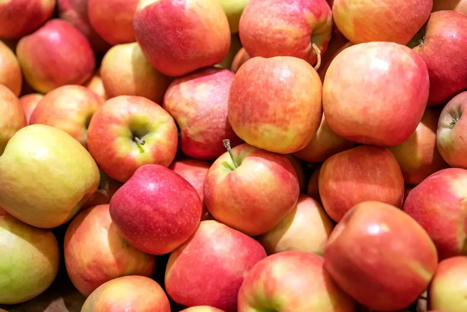 Produkcja jabłek na świecie W jakim kraju produkuje się najwięcej jabłek