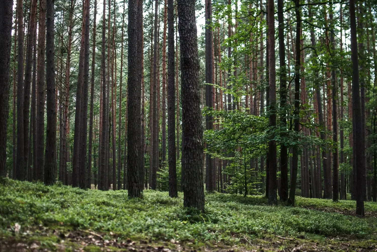 Lesistość w Polsce i na świecie